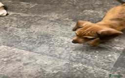 Mixed Breed dogs for sale: Patterjack cross Dachshund  - Image 9