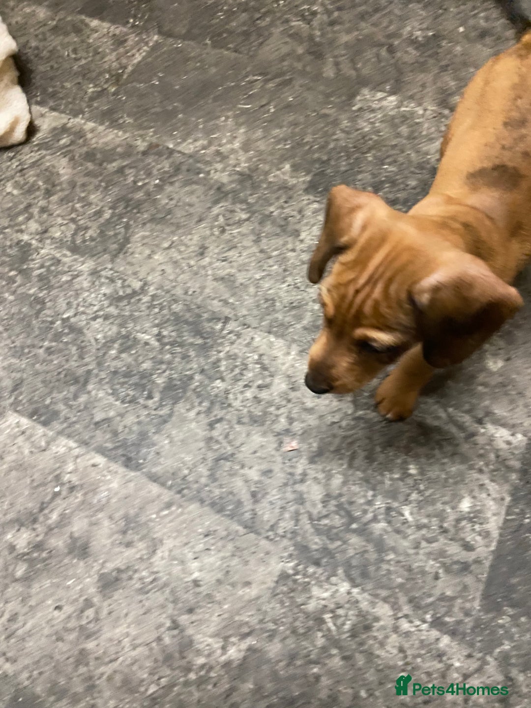 Mixed Breed dogs for sale: Patterjack cross Dachshund  - Image 9