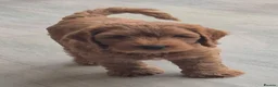 Cockapoo dogs for sale: PREGNANCY CONFIRMED - F1 COCKAPOOS - Advert 7