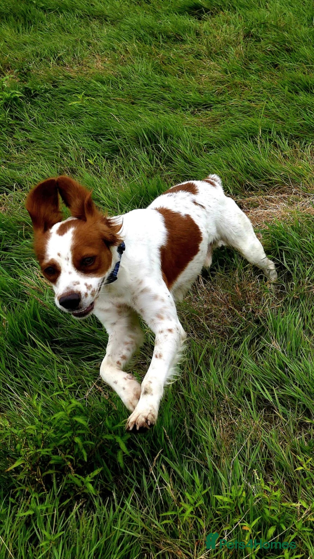 Brittany Spaniel dogs for adoption: Danny is a lovely  boy looking for the best home  - Image 4