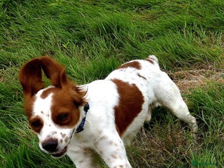 Brittany Spaniel dogs - Advert 1