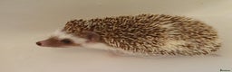 Pygmy Hedgehog rodents for sale: African pygmy hedgehogs - Advert 12