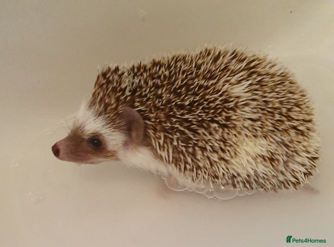 Pygmy Hedgehog rodents for sale: African pygmy hedgehogs - Advert 12