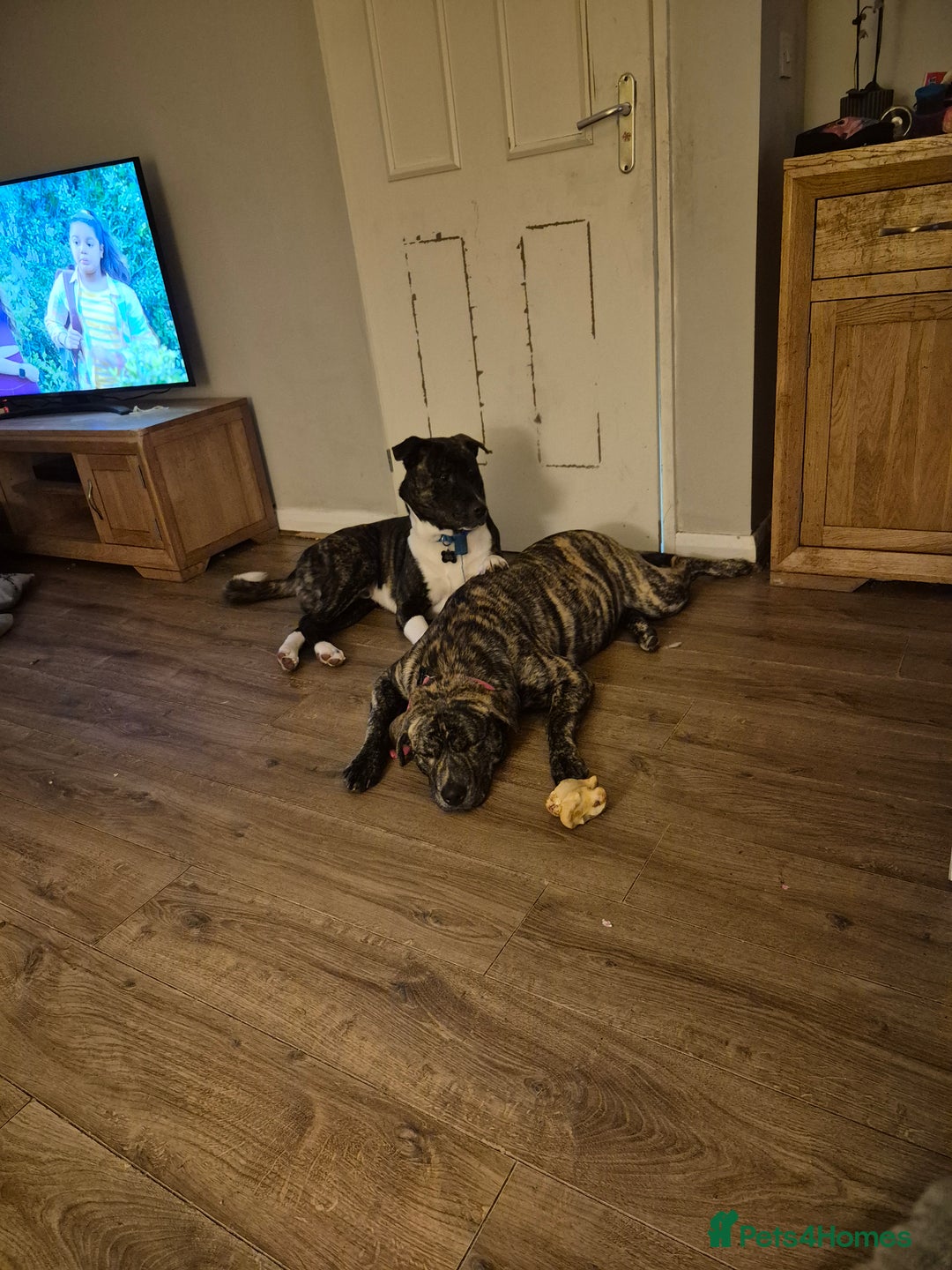 Mixed Breed dogs for sale: American Akita/Bullmastiff cross - Image 10