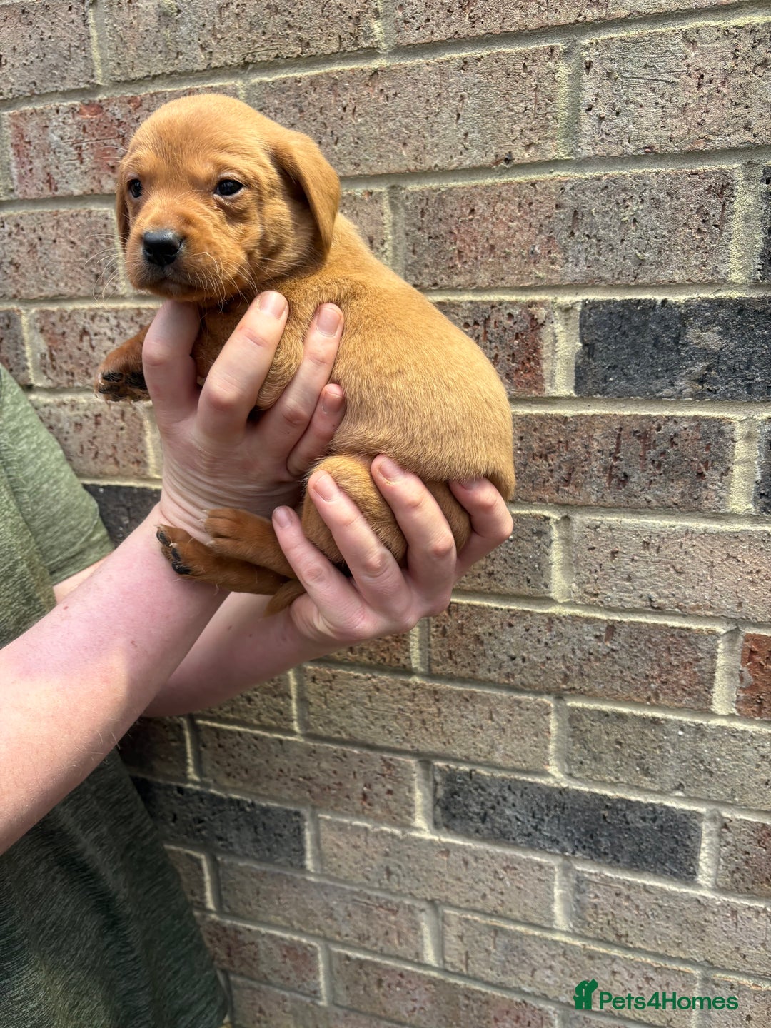 Labrador Retriever dogs for sale: Kc fox red Labrador puppies 4 boys ready to go  - Advert 31