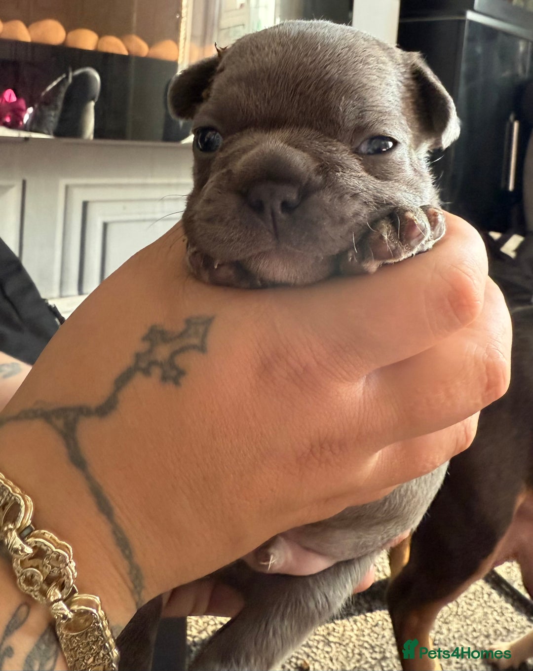 French Bulldog dogs for sale: French bull dog puppies  - Image 8