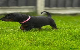 Dobermann dogs for sale: F1b Working dobermanns  - Image 21