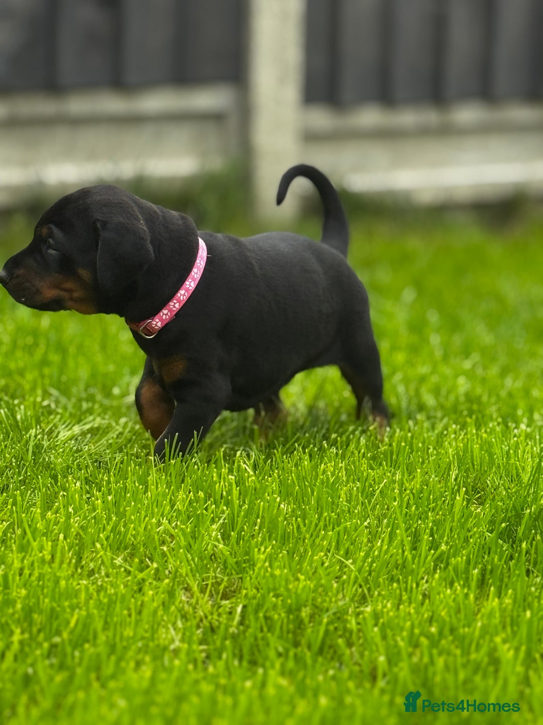 Dobermann dogs for sale: F1b Working dobermanns  - Image 21