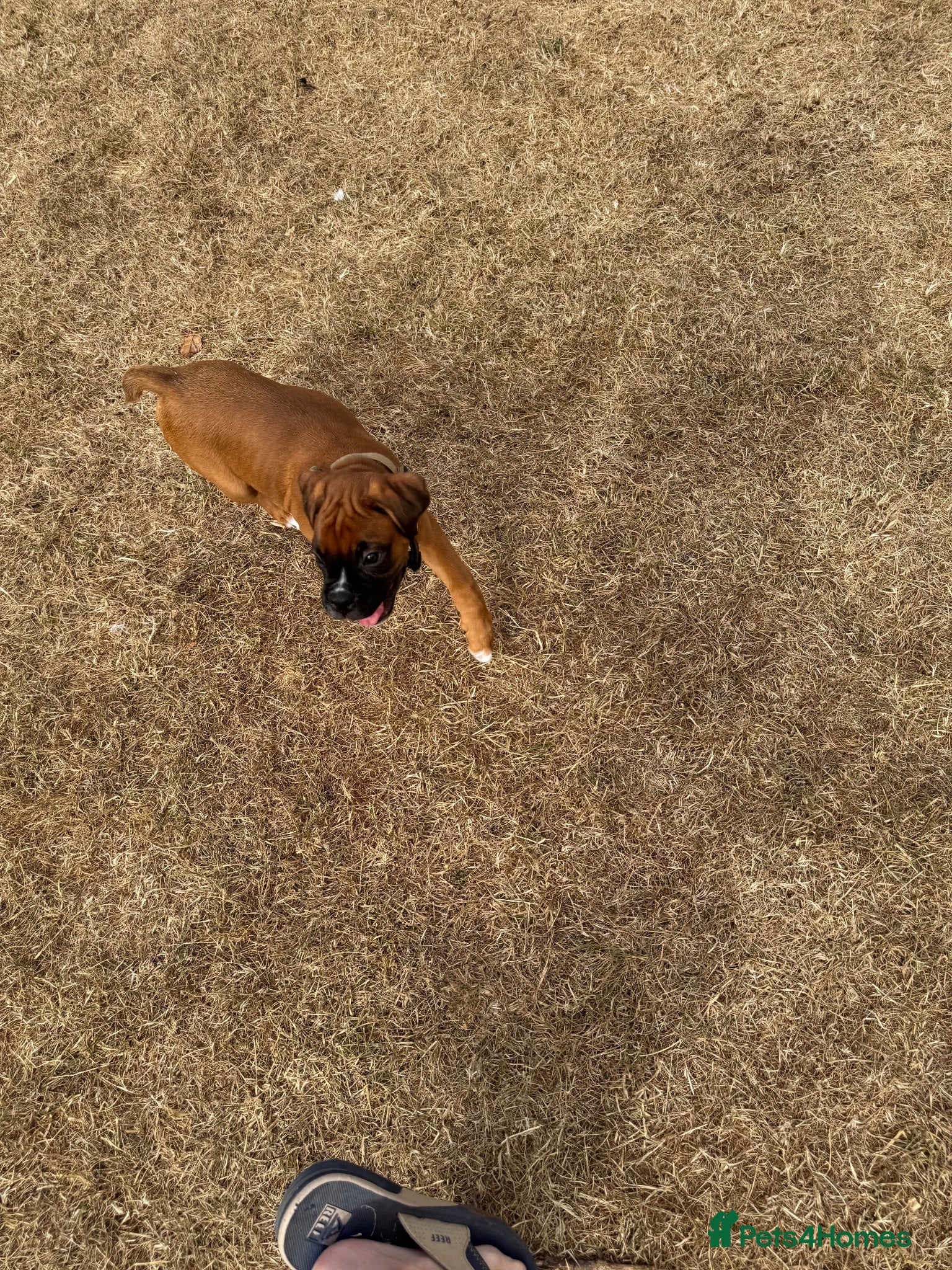 Boxer dogs charthaihen boxers - Advert 15