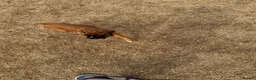 Boxer dogs for sale: charthaihen boxers - Advert 1
