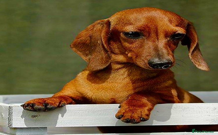 Miniature Dachshund dogs - Advert 5