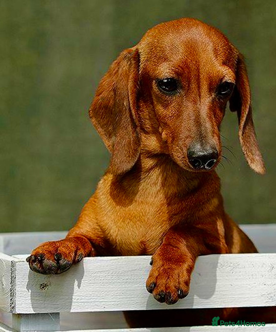 Miniature Dachshund dogs for adoption: Daisy: The Little Dog They Tried to Forget - Image 1