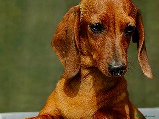 Miniature Dachshund dogs - Advert 12