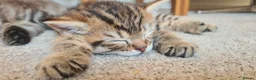 Mixed Breed cats for sale: 2 beautiful kittens - Advert 3
