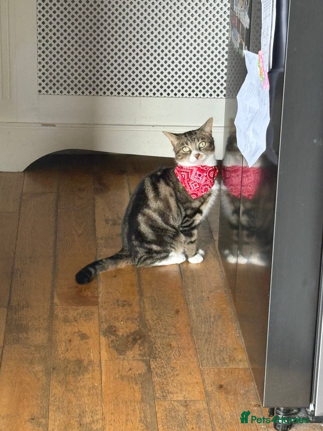 Mixed Breed cats for sale: Loving cats needs a new home - Advert 8