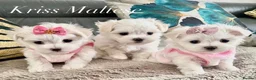 Maltese dogs for sale: ✨Outstanding kc registered Korean Maltese puppies✨ - Advert 4