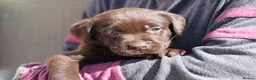 Labrador Retriever dogs for sale: Chocolate Labrador puppies Kc reg health tested - Advert 7