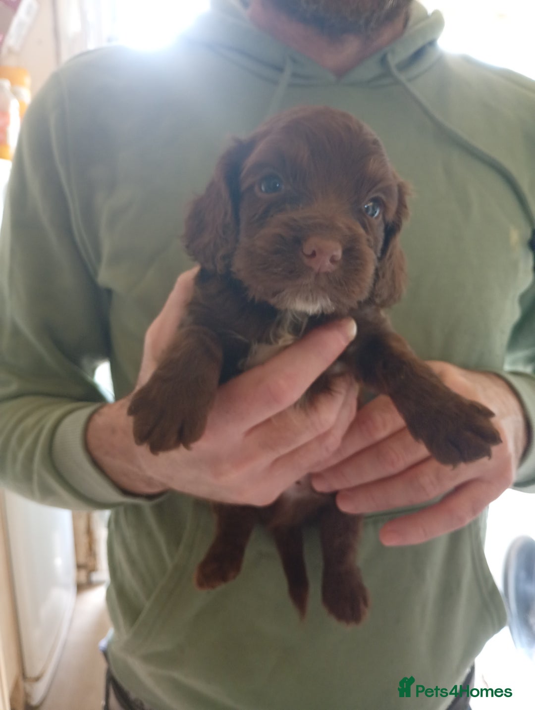 English Springer Spaniel dogs for sale: 6 beautiful springer pups - Image 11