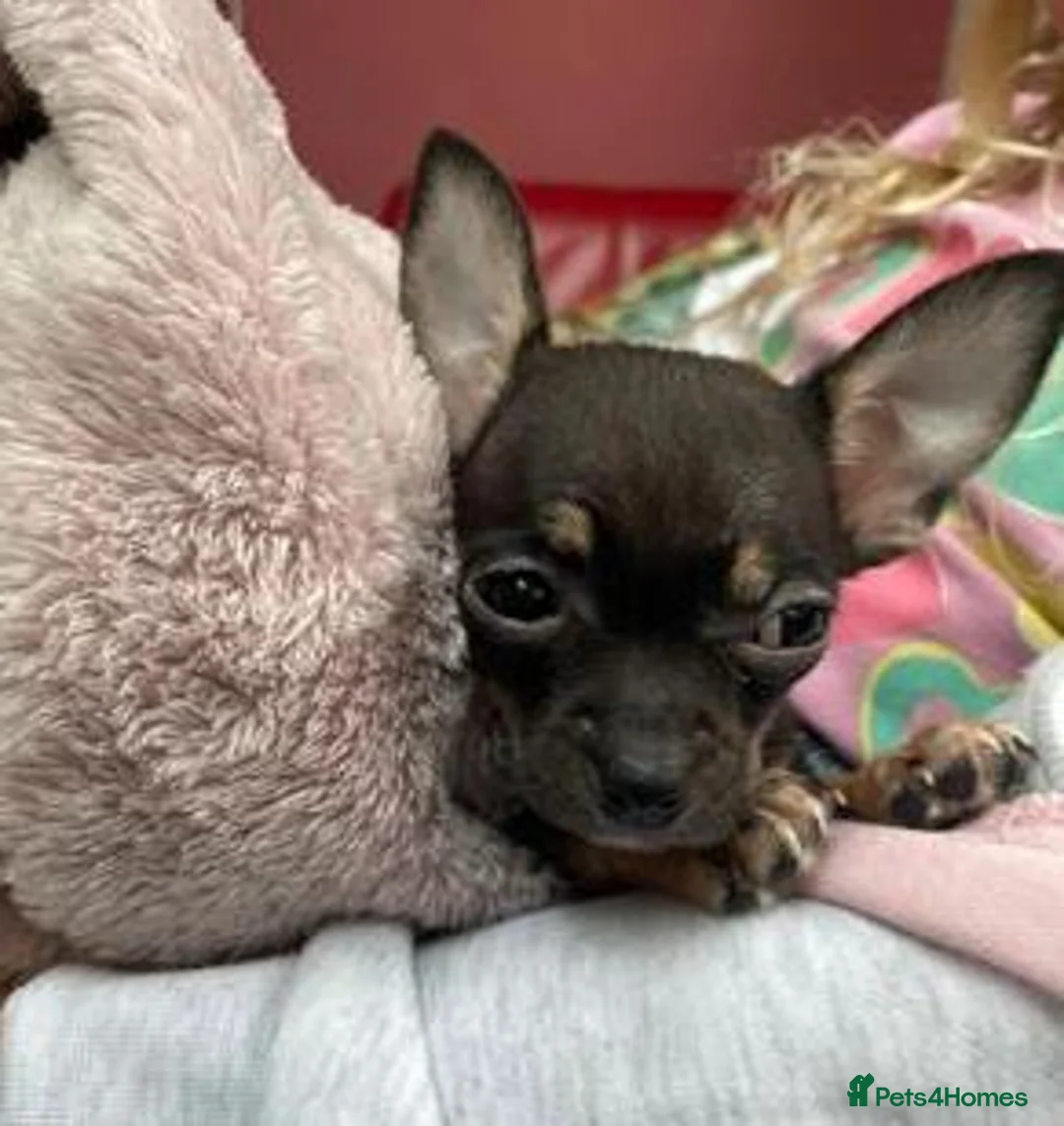 Chihuahua dogs for sale: Male Chihuahua - Advert 2