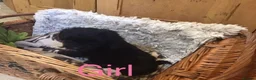 Jackapoo dogs for sale: Mr steven wilson - Advert 27