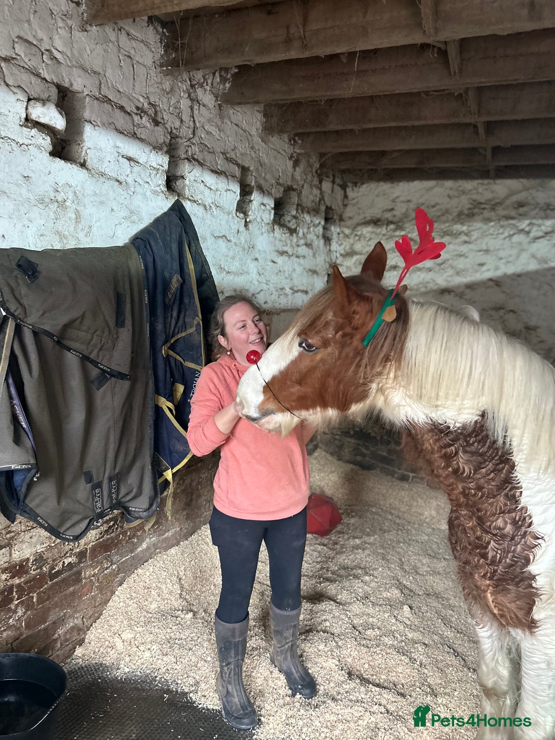 Irish Cob horses for sale: 5 yo skewbald cob 13.3 hh  - Image 10