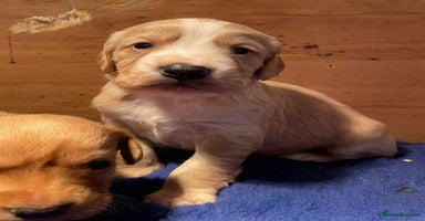 Cockerdor dogs Adorable Cockerdor pups - Advert 9