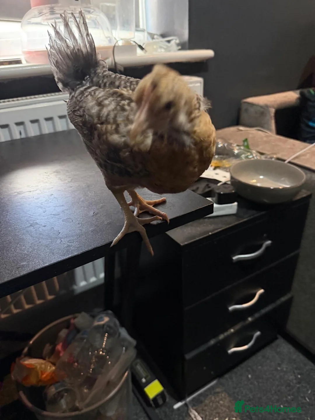 Chickens poultry for sale: Multi coloured mixed breed hybrid chicks  - Advert 2