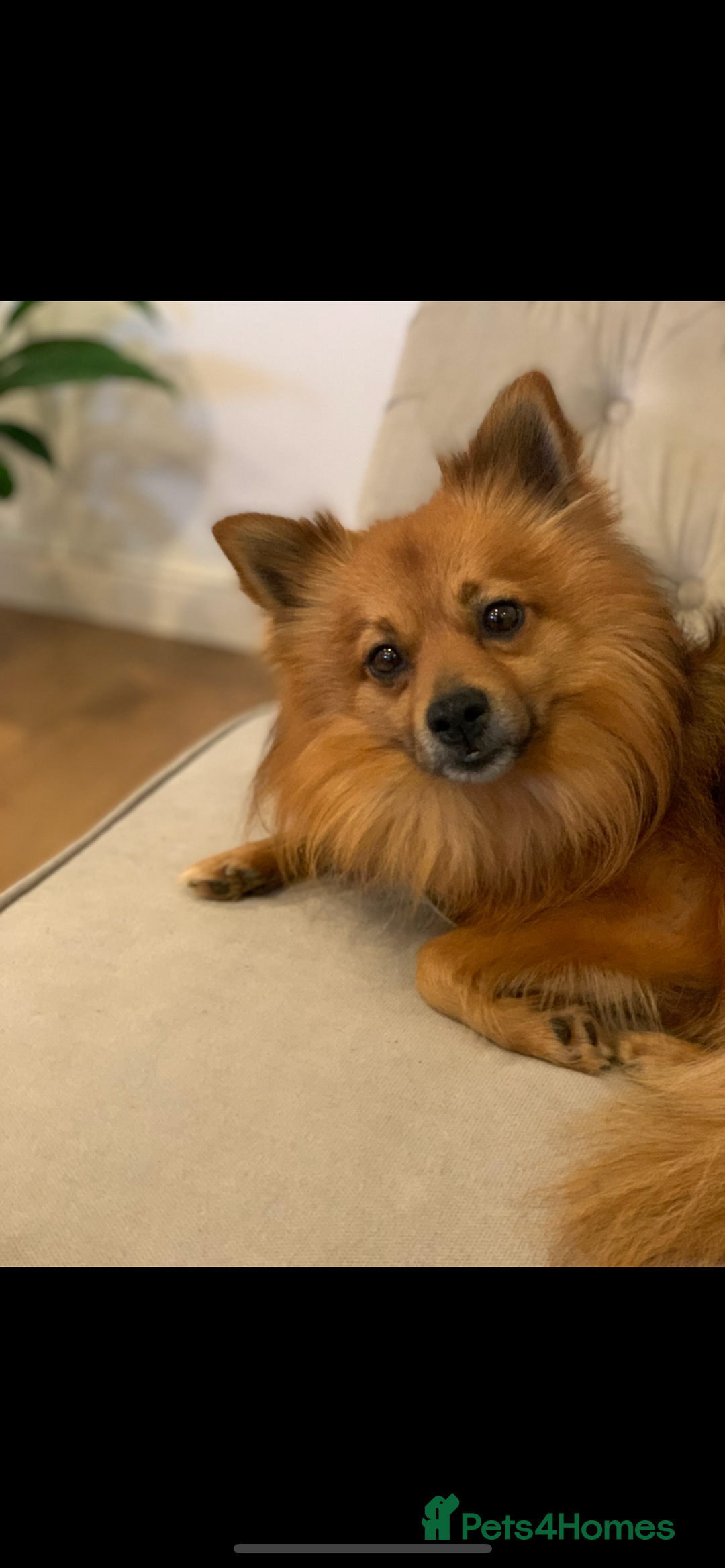 Mixed Breed dogs for sale: Our gorgeous German spitz Henry  - Image 9
