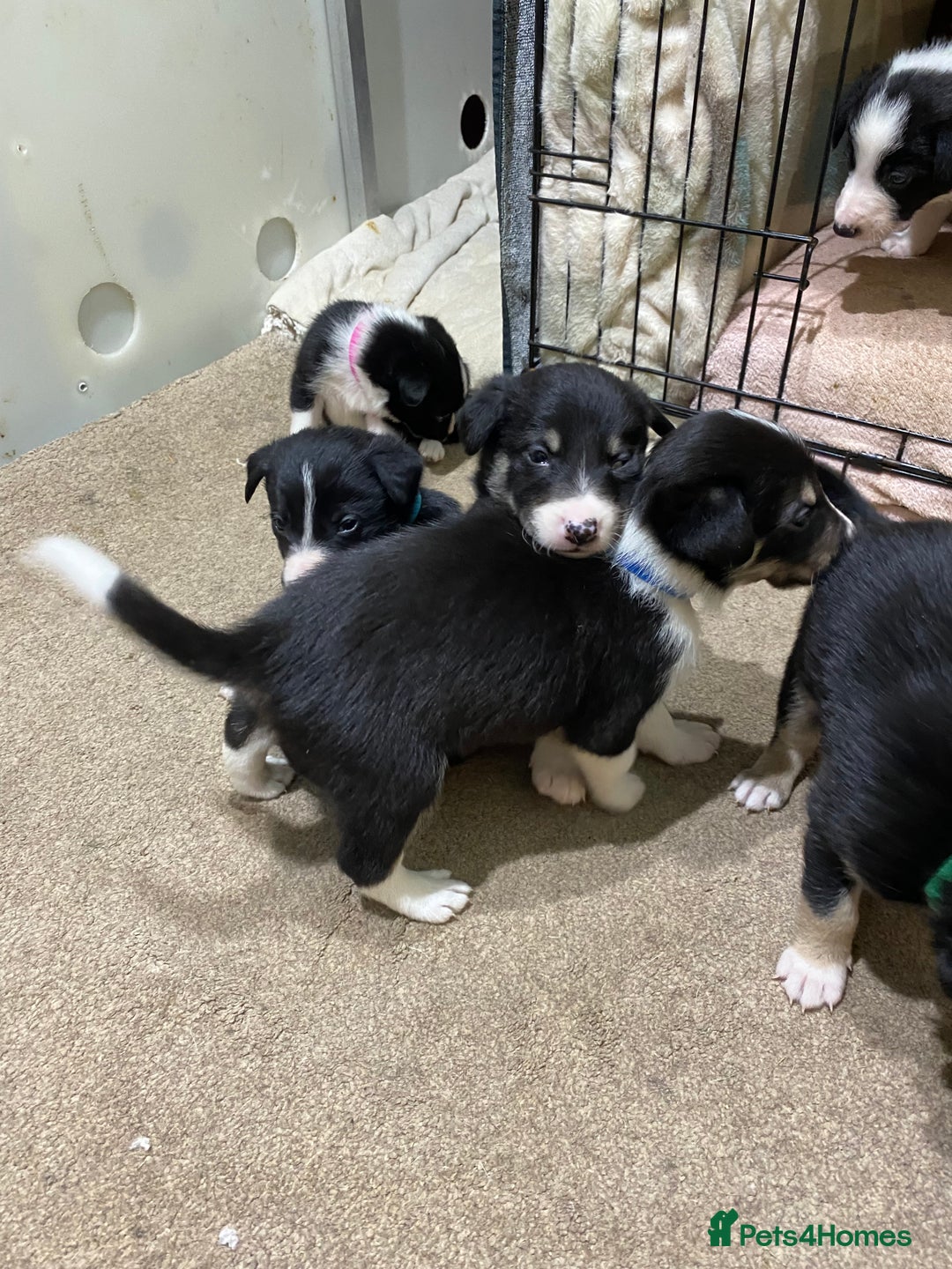 Border Collie dogs for sale: Beautiful border collie pups  - Advert 12