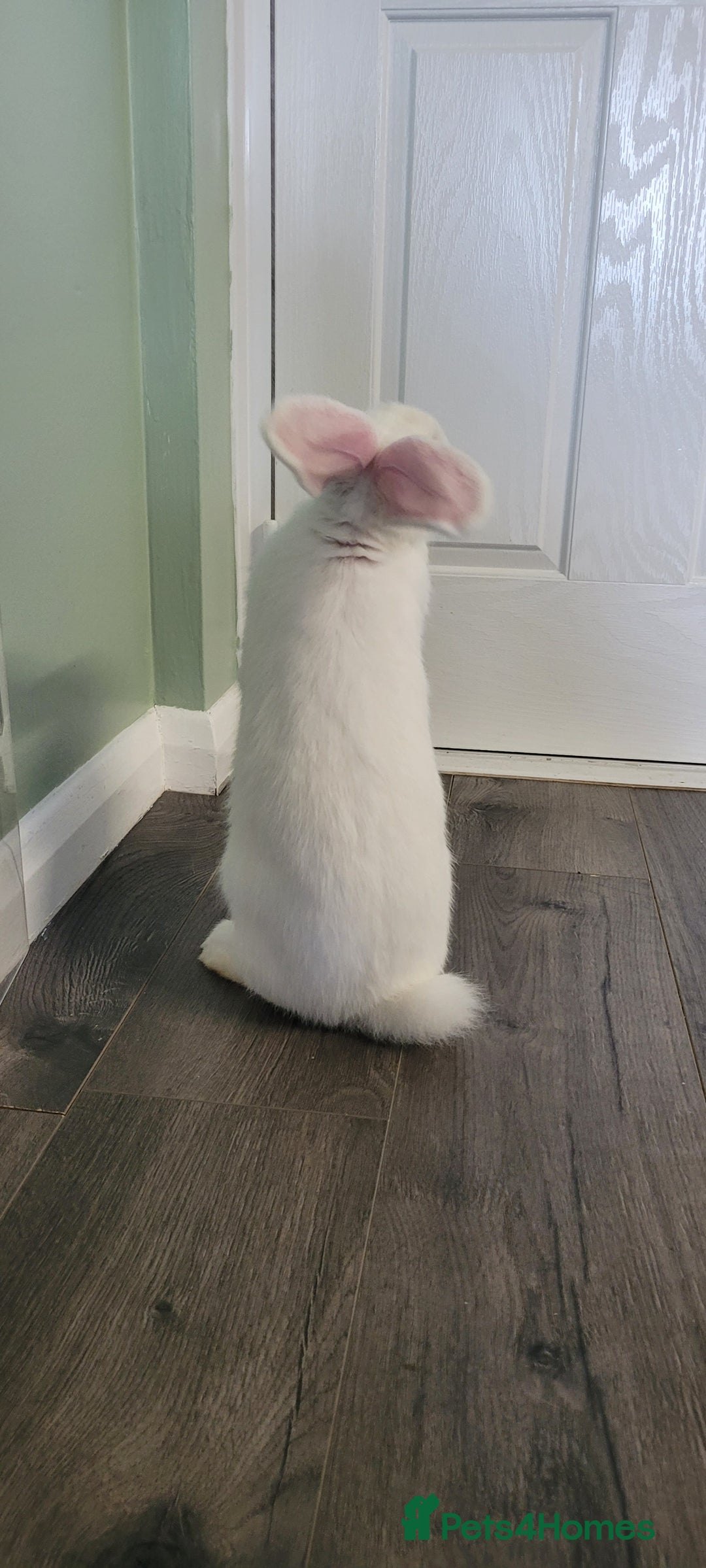 French Lop rabbits for sale: Giant French lop x giant continental  - Image 7