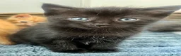 Ragdoll cats for sale: Super affectionate calm well handled ragdoll x boy - Advert 8