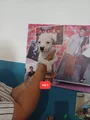 Staffordshire Bull Terrier 3
