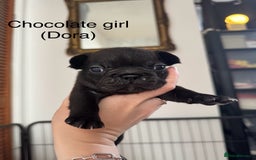 French Bulldog dogs for sale: French Bulldog Puppies - Image 4