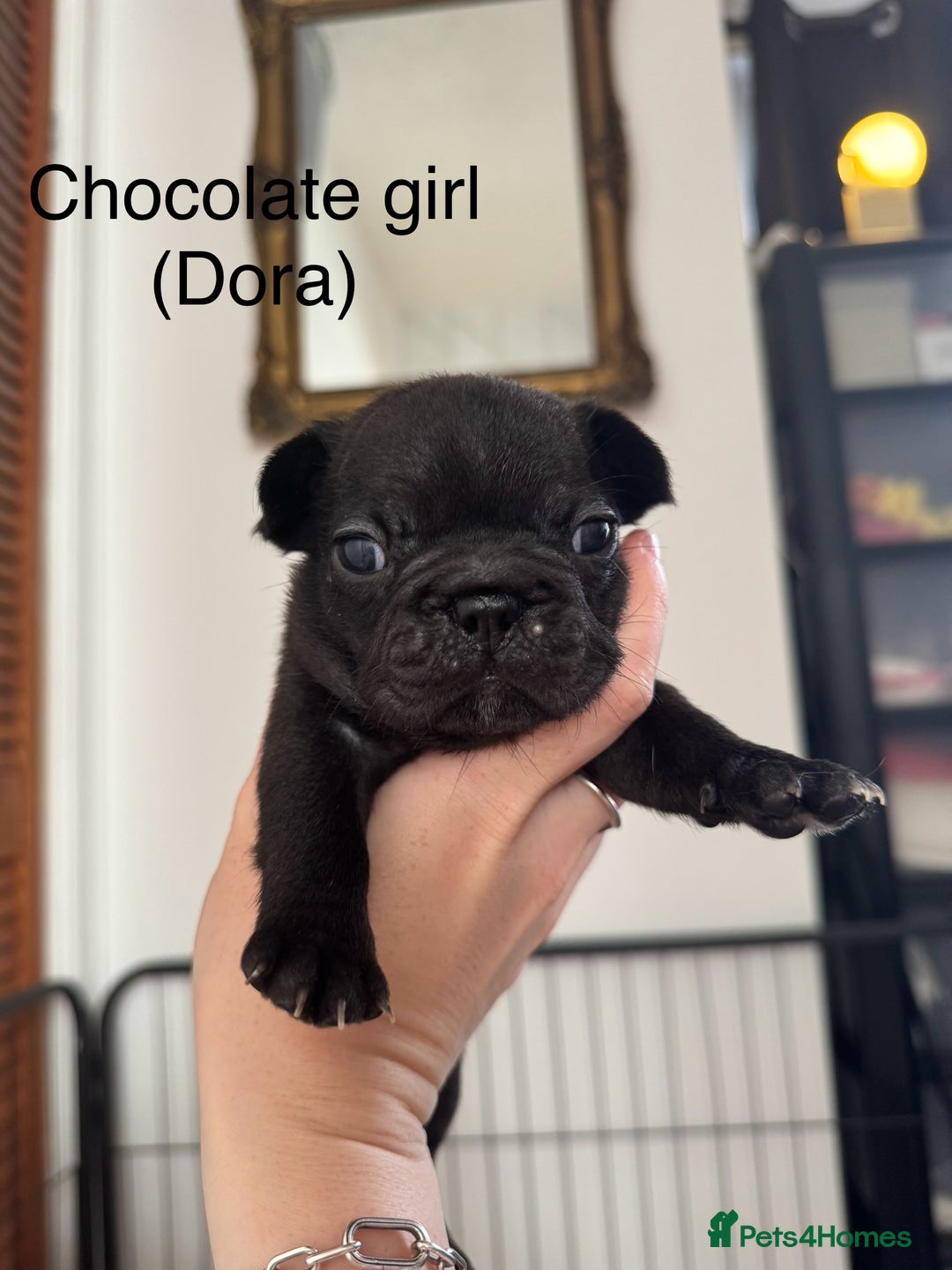 French Bulldog dogs for sale: French Bulldog Puppies - Image 4