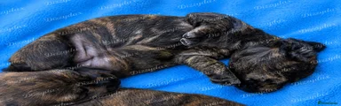 Miniature Dachshund 3