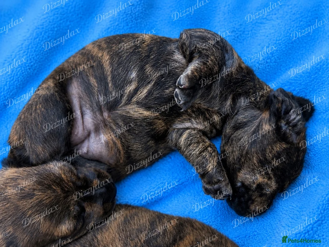 Miniature Dachshund dogs for sale: Beautiful brindle mini dachshunds  - Advert 7