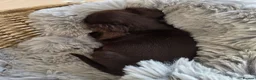 Cocker Spaniel dogs for sale: Working type Cocker spaniels- ready to leave now! - Advert 14