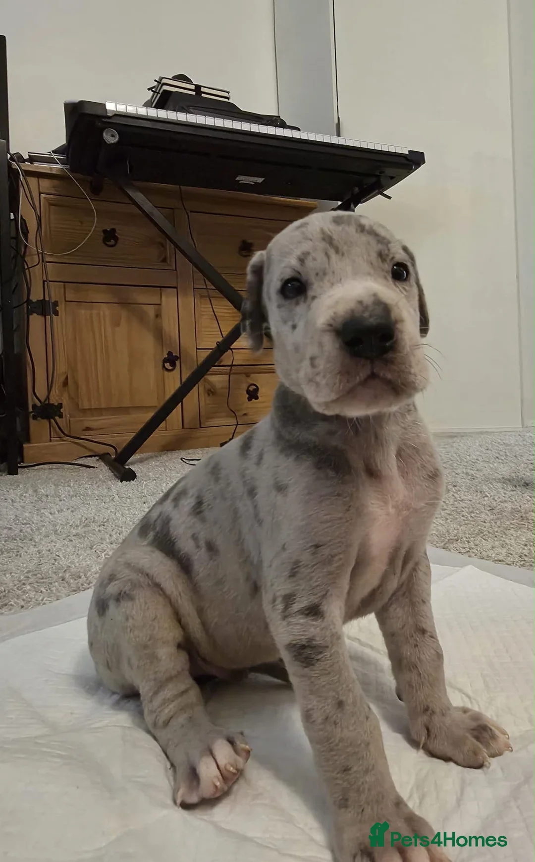 Great Dane dogs for sale: High Quality Great Dane Puppies - Advert 38