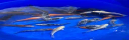 Koi Carp fish for sale: 3-4 inch Koi - Advert 5