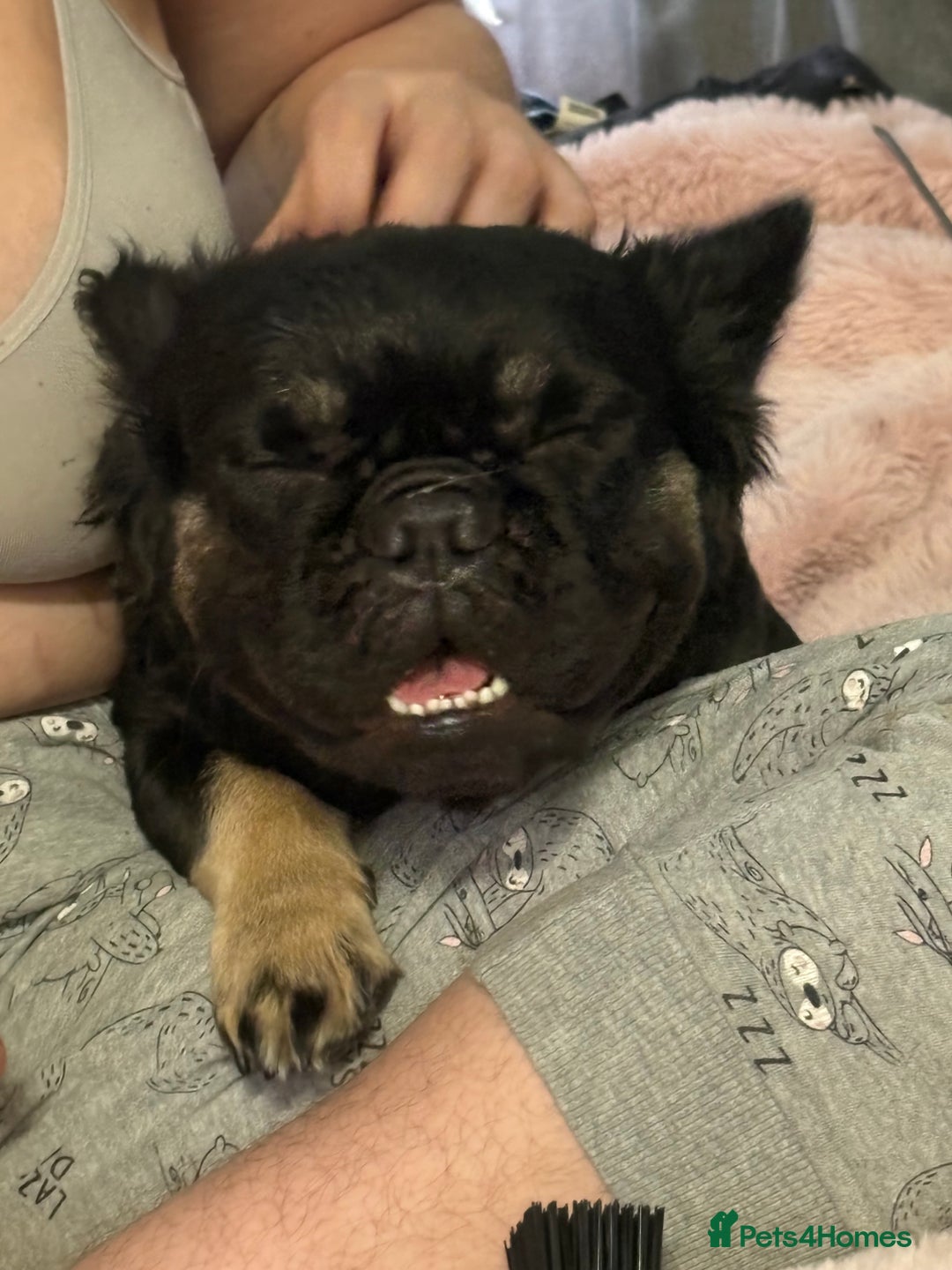 French Bulldog dogs for sale: Black and Tan fluffy French bulldog  - Image 4