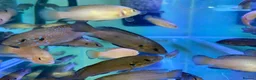 Cichlids fish for sale: Turkana jewel cichlids  - Advert 9