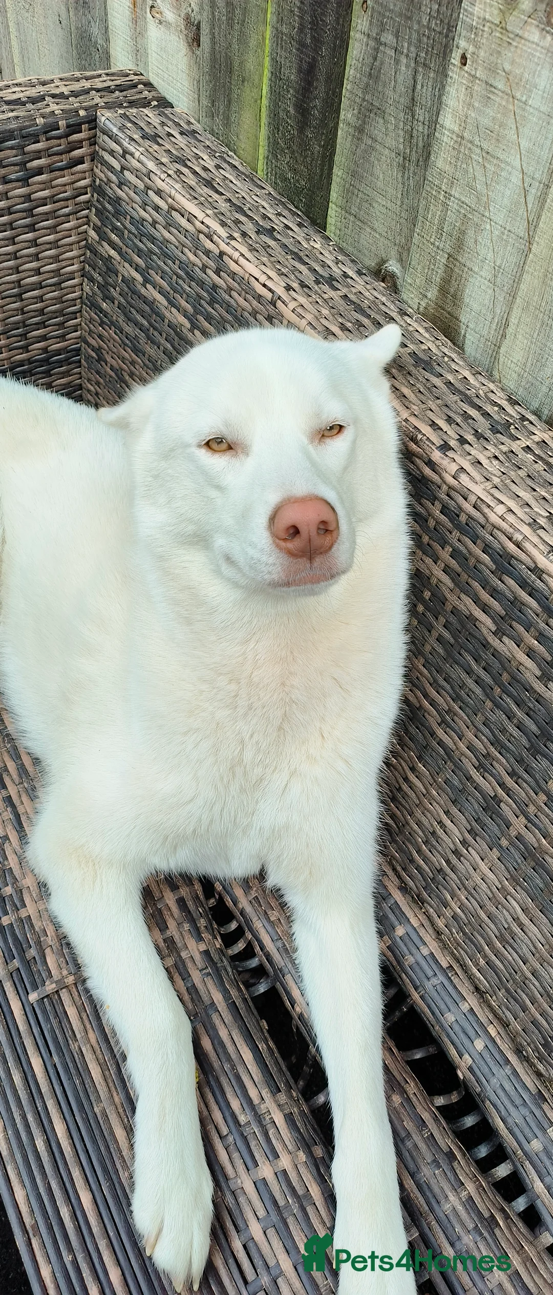 Siberian Husky dogs for stud: White Siberian Husky - Advert 2