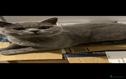 British Shorthair cats for sale: British short hair female  - Image 1