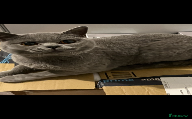 British Shorthair cats - Advert 16