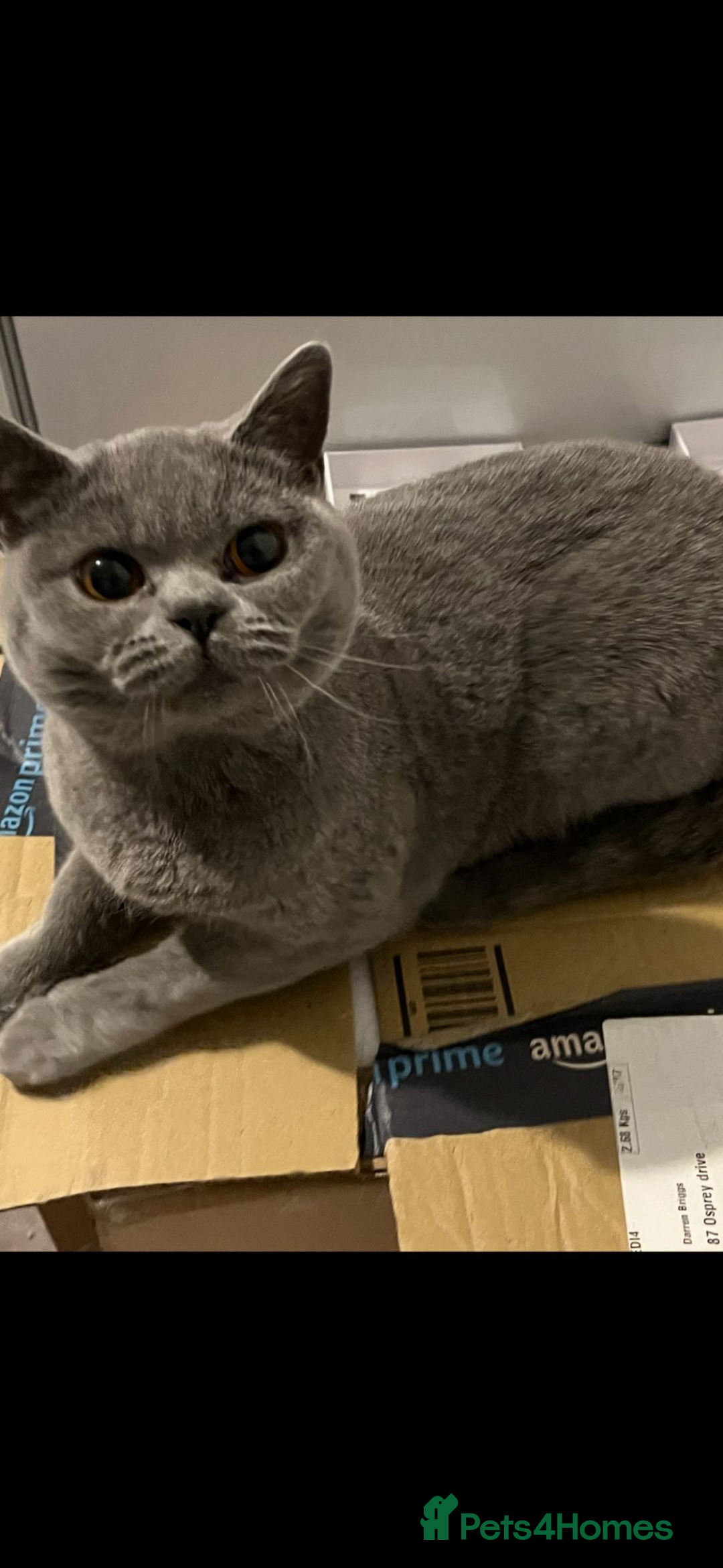 British Shorthair cats for sale: British short hair female  - Image 1