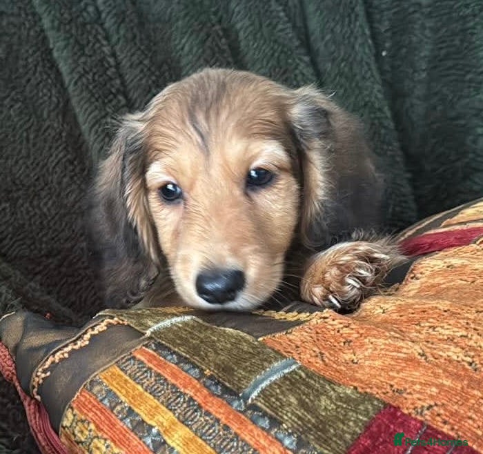 Miniature Dachshund dogs GORGEOUS KC reg PRA CLEAR MINI DACHSHUND PUPPIES - Advert 1