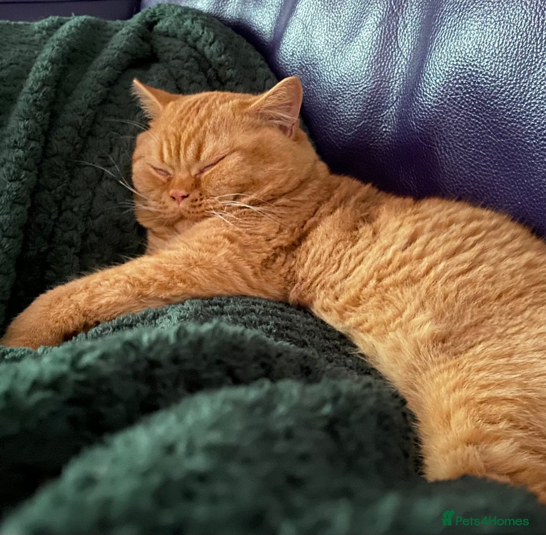 British Shorthair cats for sale: Re homing this Beautiful Boy - Image 17