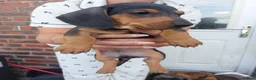Dachshund dogs for sale: 3 male dachshund for sale  - Advert 9