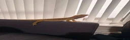 Bearded Dragon reptiles for sale: Bearded dragon male - Advert 6