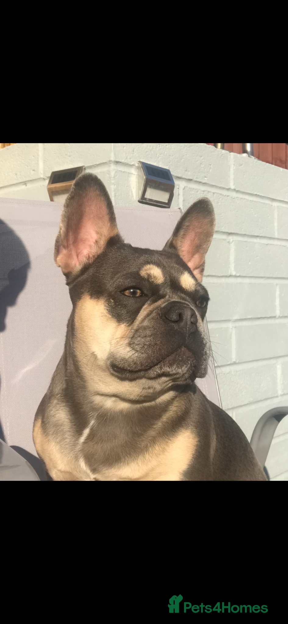 French Bulldog dogs Stunning lilac and Tan Girl - Advert 1